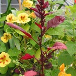 amaranth